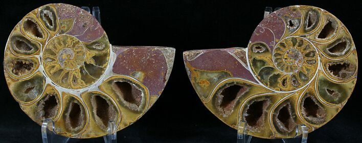 Sliced Phylloceras Ammonite From Madagascar - #23146